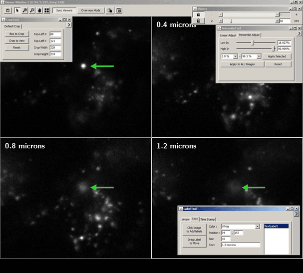 Microscopy Image Analysis Tool